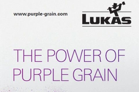 Lukas - Purple Grain Lukas - Purple Grain